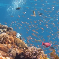 Red Sea snorkeling