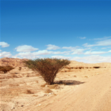 A patch of shade in the desert. Click for full-size image.