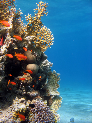 Snorkeling in the Red Sea