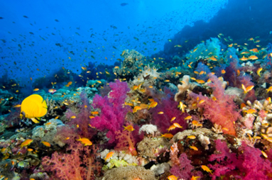 Snorkeling in the Red Sea