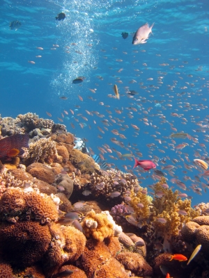 Snorkeling in the Red Sea